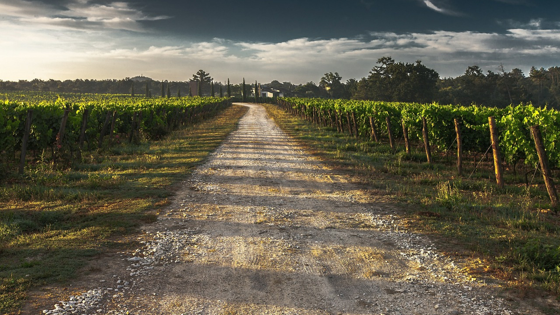 La route des vins de la Loire : une excellente idée de séjour pour vos vacances
